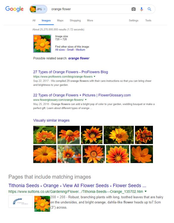 google image search results